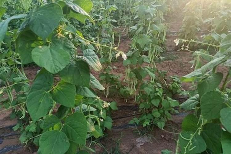 周工,我想种核桃树 ,我想了解一下我的家乡湖北襄阳靠着河南这片地区,适...