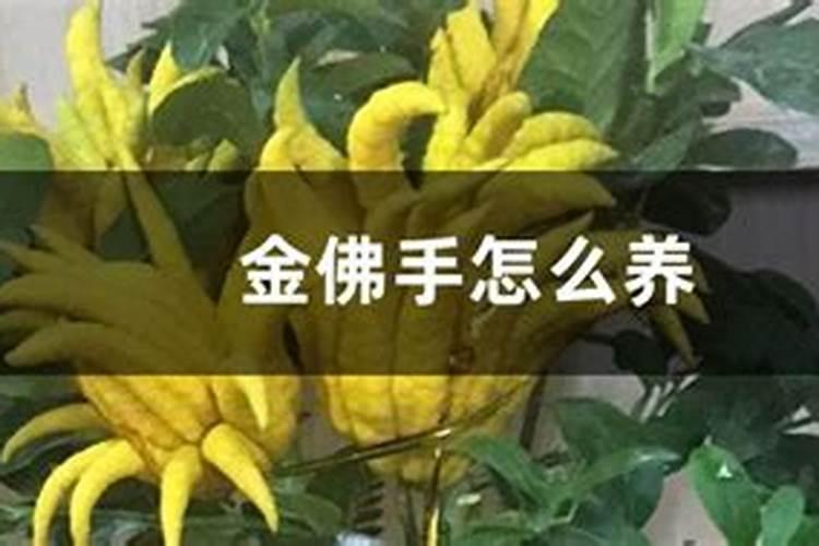 金佛手怎么养