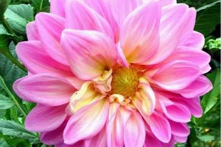 大丽花怎么施肥