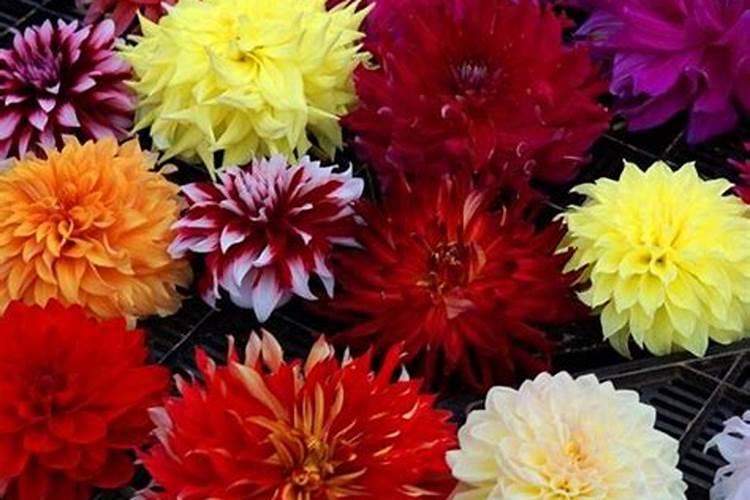 大丽花怎么施肥