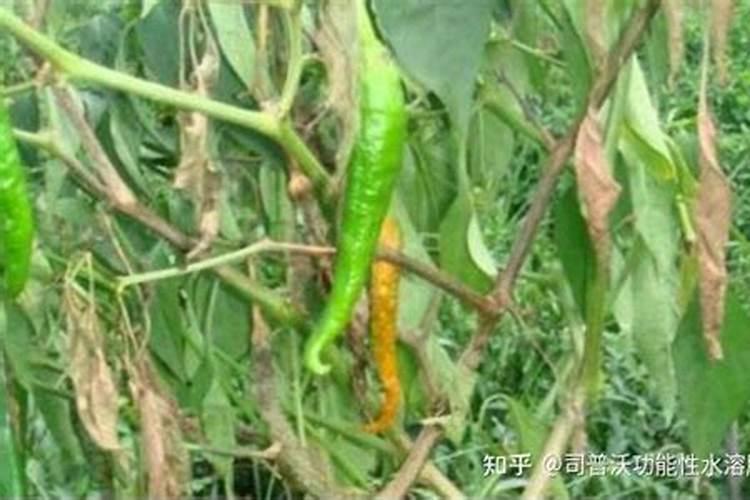 各位老师,请问这辣椒得的是青枯病吗,怎么治？如照片上的情况