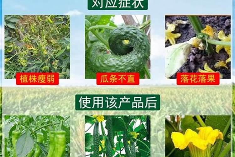 丝瓜控旺效果最好的药物