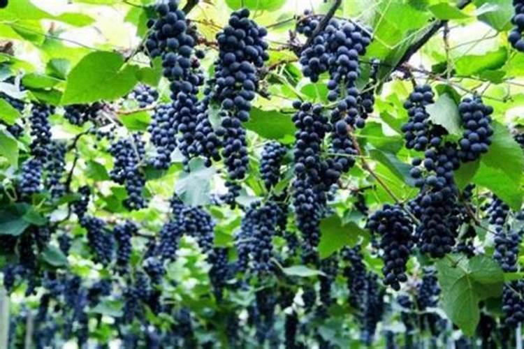 葡萄树底肥放什么肥好(底肥施用方法)