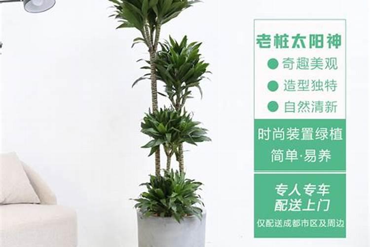 太阳神花怎么养