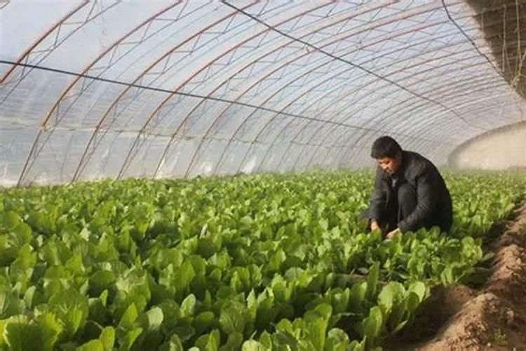 含氯肥料在甜菜上能用吗？