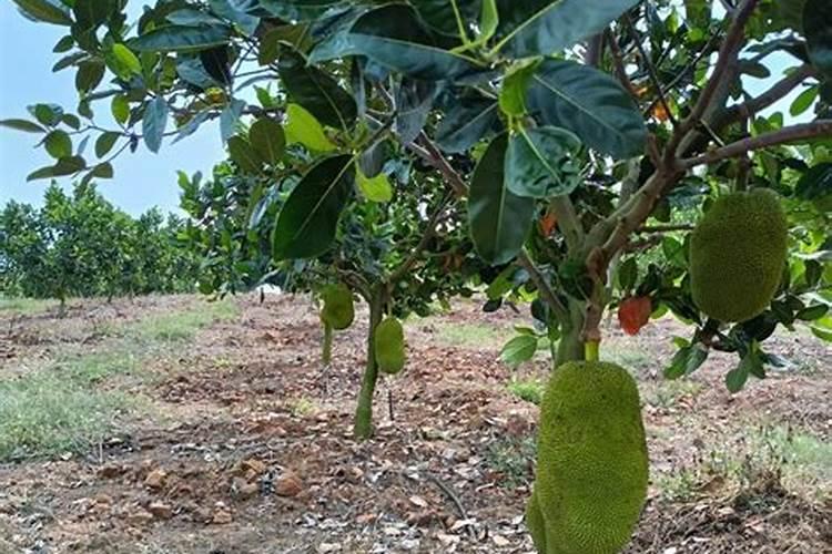 水果树施什么肥料