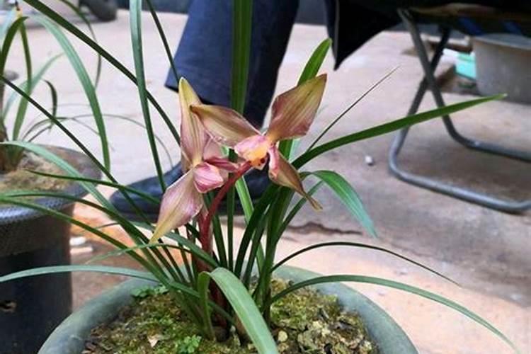 兰花用什么肥料最好