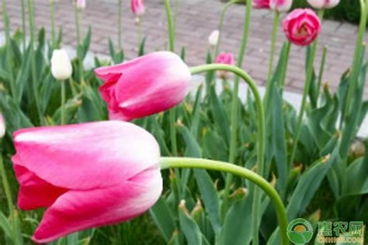 郁金香的施肥方案