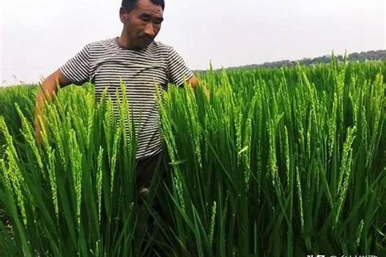 郁金香如何浇水施肥花卉百科