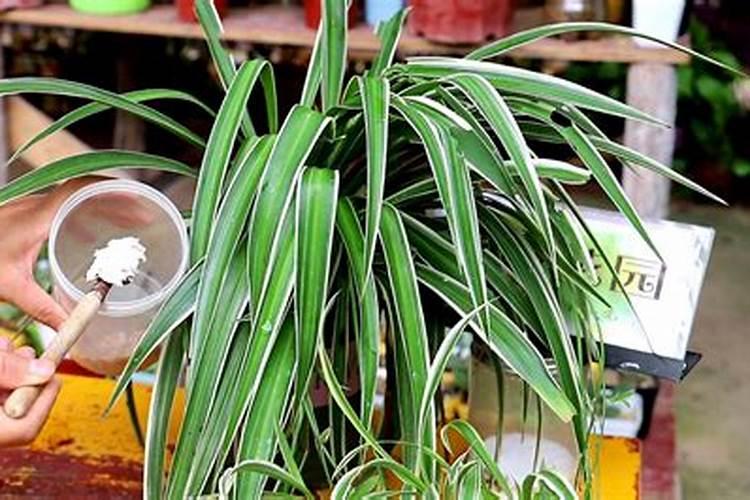 复合肥可以浇吊兰吗