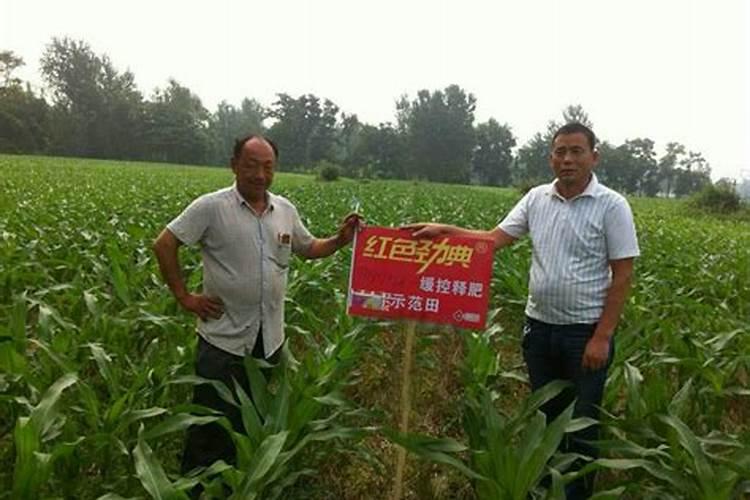 玉米控释肥能保证多少天肥力
