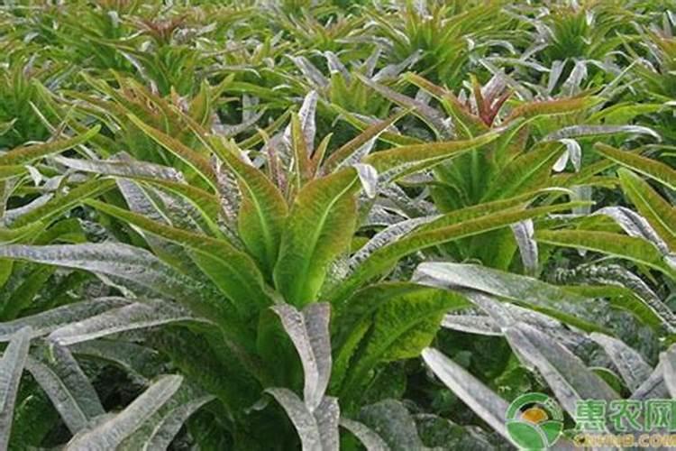 莴笋追肥是尿素好还是复合肥好 莴苣追肥有什么技巧