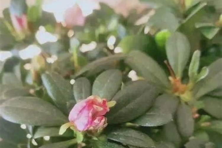 杜鹃如何科学施肥？