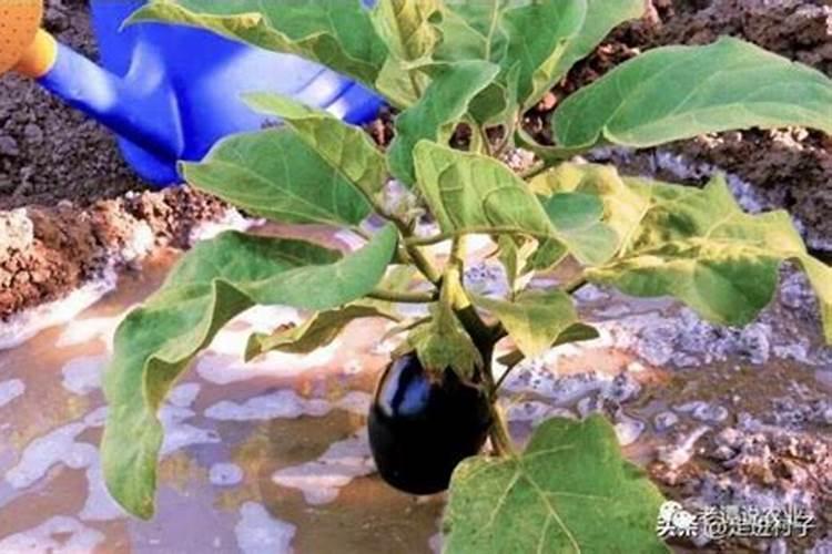 茄子需要施什么肥最好？