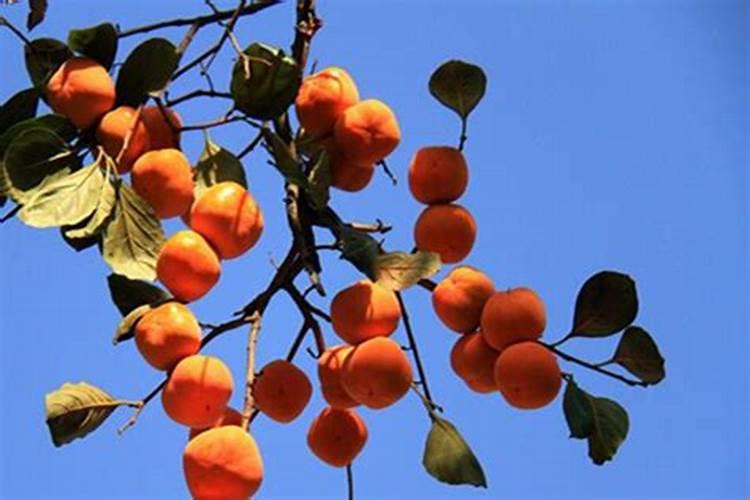 烘干百科—中药材的烘干方式有哪些,热泵烘干为何备受好评