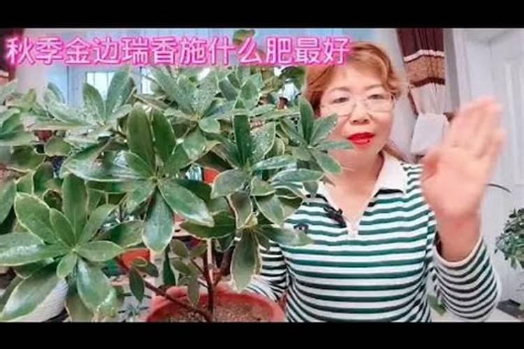 瑞香施什么肥料,生长期可追施氮肥或有机肥