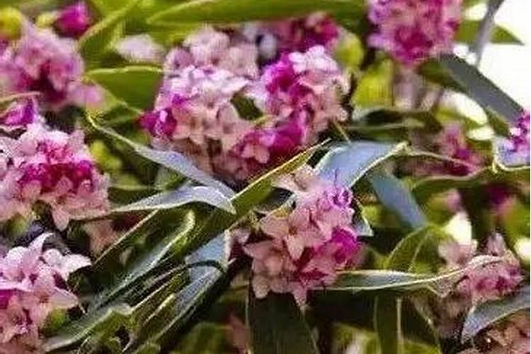 瑞香施什么肥料