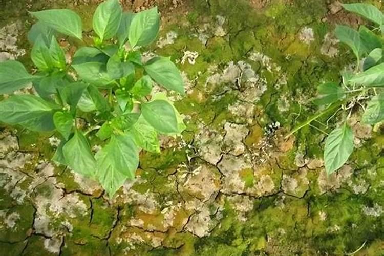 国内比较好水溶肥厂家有哪些