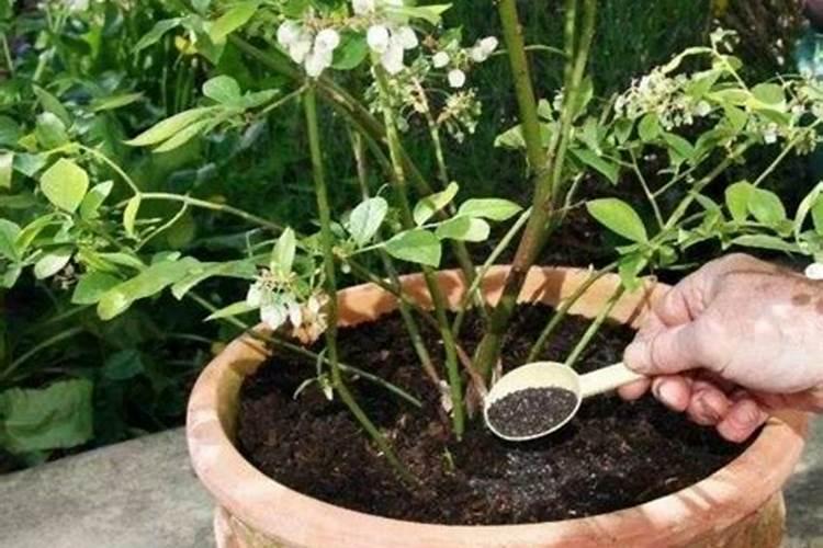 花肥一般用什么肥料