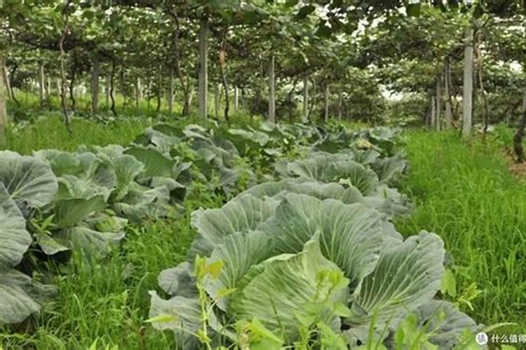 苹果套袋后用啥肥？用什么肥比较好