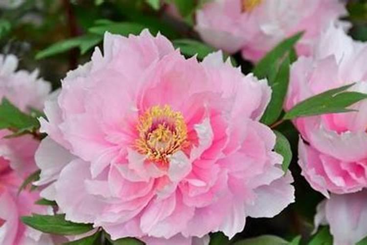 果树套种是什么意思？