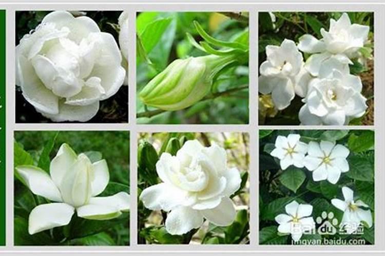 养花用什么肥料好？该怎么样选择？