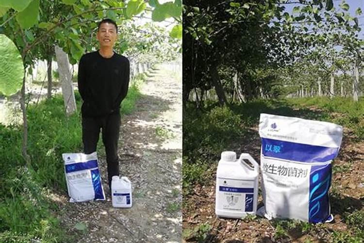 幸福树换盆方法和注意事项