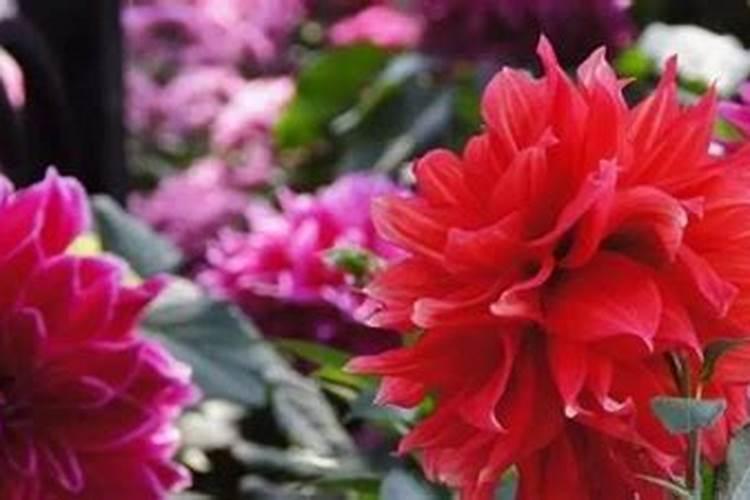 定植西瓜需要冲施什么肥？