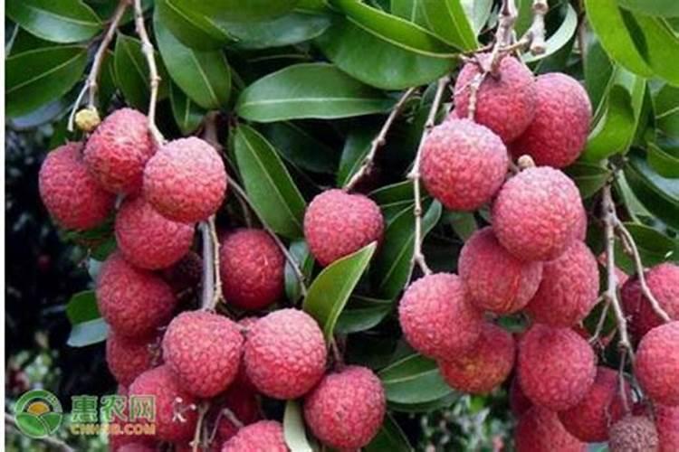 前2天我给荔枝王打了一遍芸苔素,磷酸二轻钾,流体硼和亚磷酸钾后的新梢...