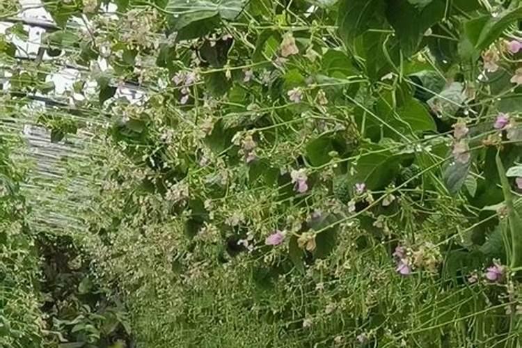 含腐植酸水溶肥是什么肥料？怎么使用？