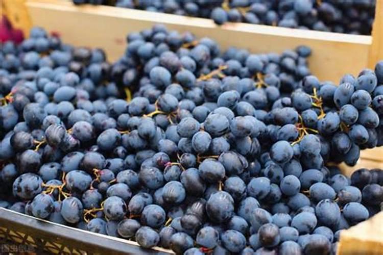 夏黑葡萄不黑的背后原因是什么