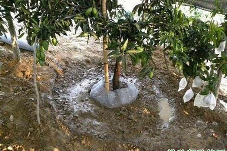 芒果树用什么肥料最好？黑老虎芒果生态种植方案!