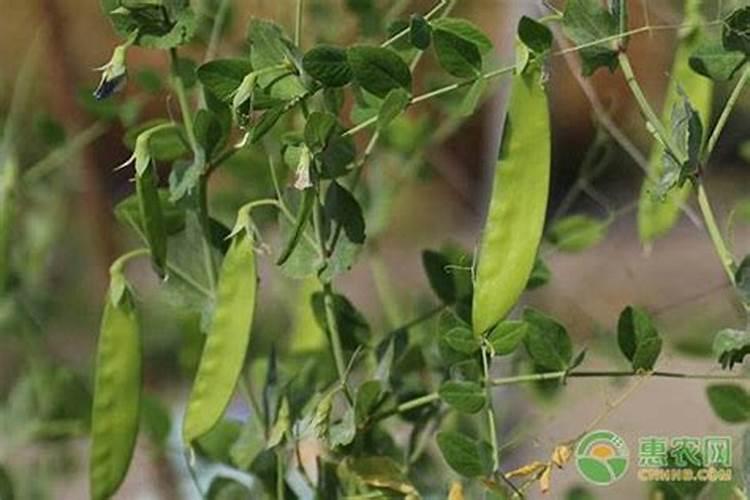 荷兰豆用什么肥才能获得高产