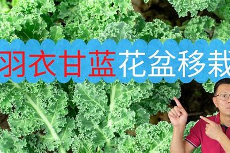 棉花后期需要什么肥料