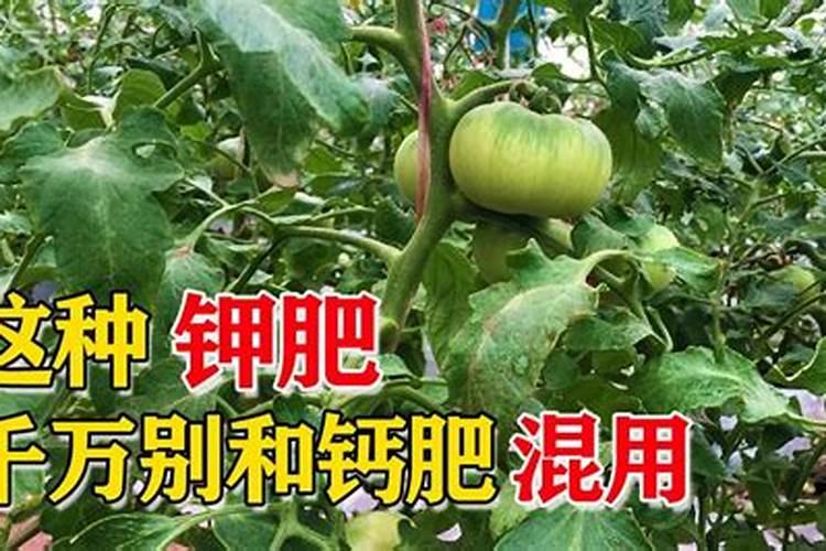 夏天必养!这6盆绿植放客厅,家里直接降5℃!
