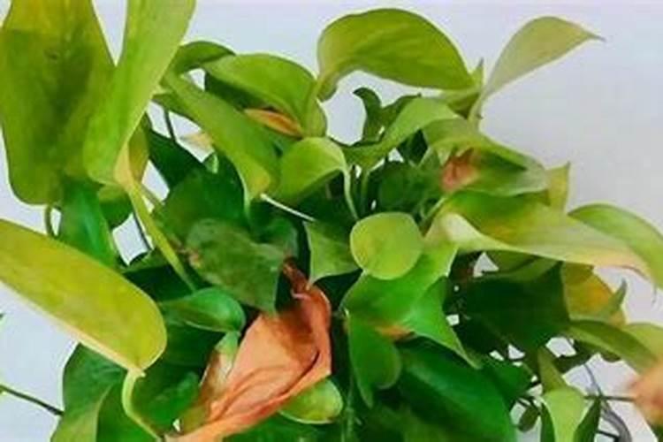 尿素可以浇绿萝吗