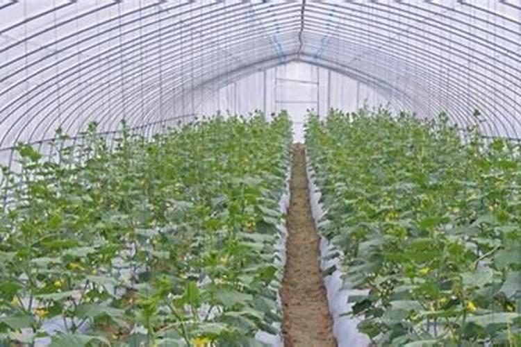 蔬菜大棚的滴灌是怎样实现的