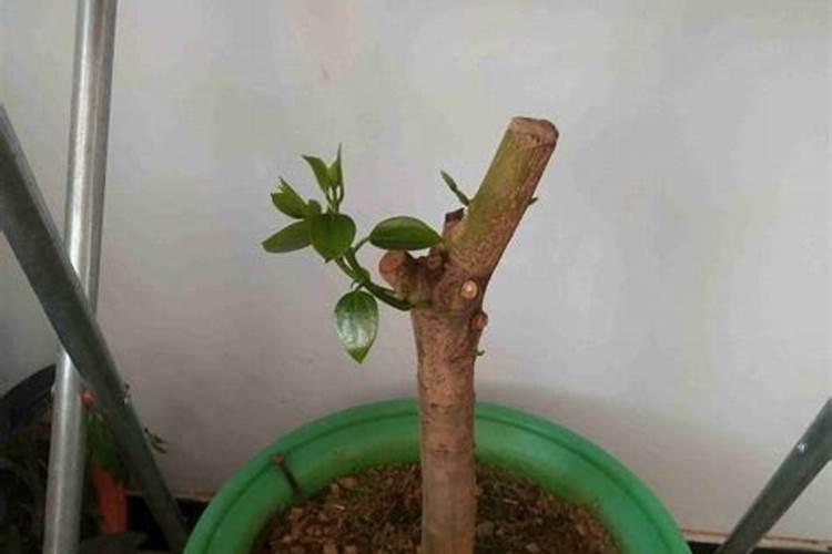 硝酸磷肥是什么？怎么使用好