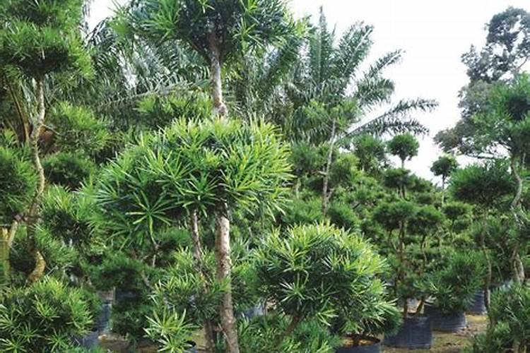 罗汉松矮化增粗,追施复合肥并喷洒矮壮素