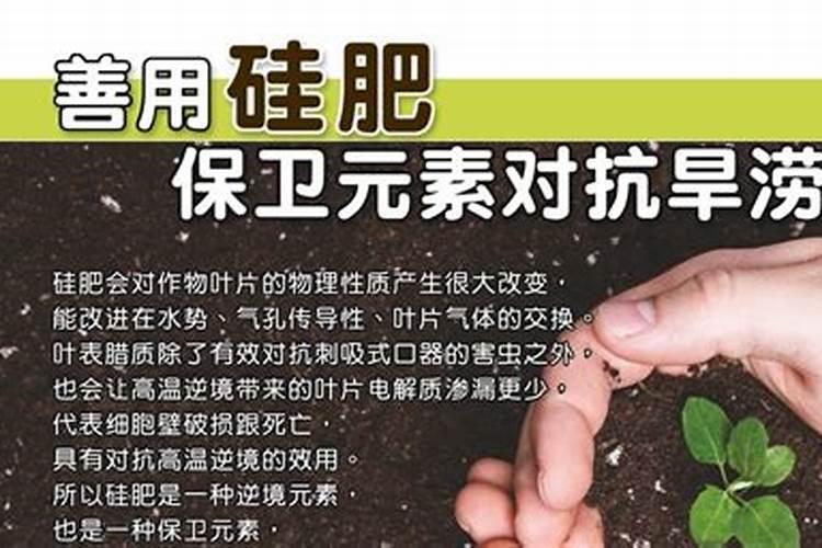 硅肥有什么作用？为什么大家都在用