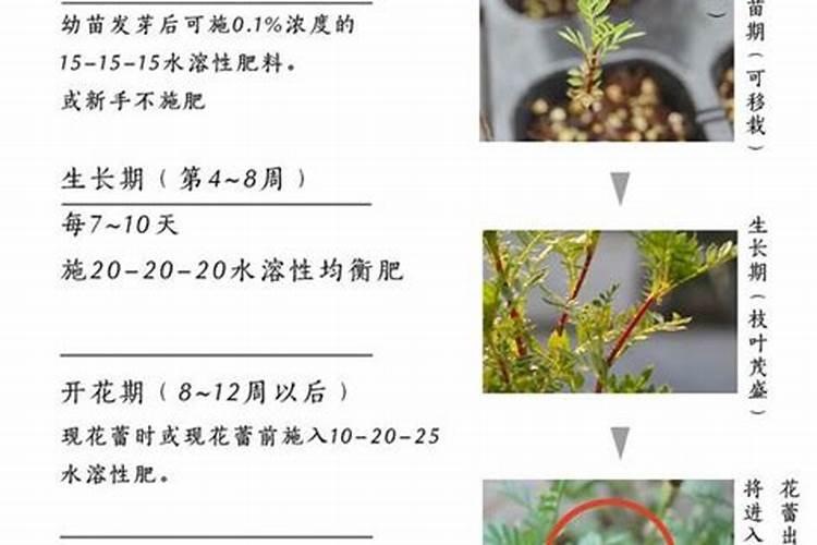 硼肥使用方法与用量