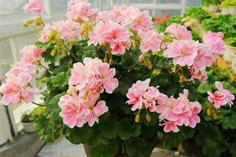 夏天花可以施肥吗