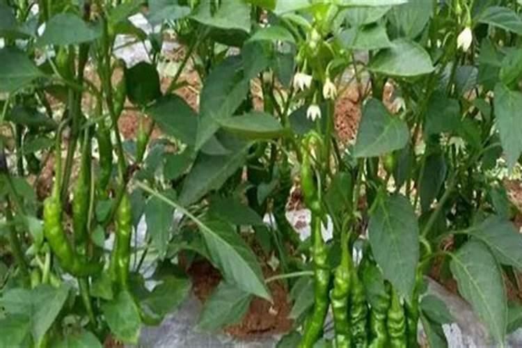 辣椒在前期冲高钾肥好还是冲平衡肥好？