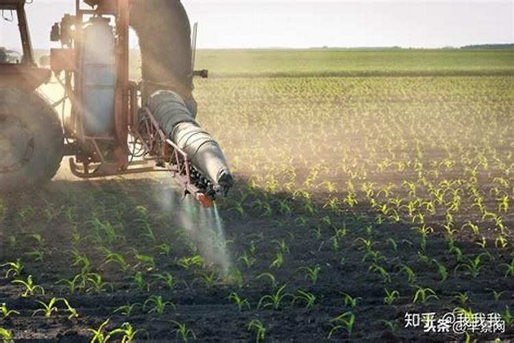 种绿叶菜可以用过磷酸钙做底肥吗