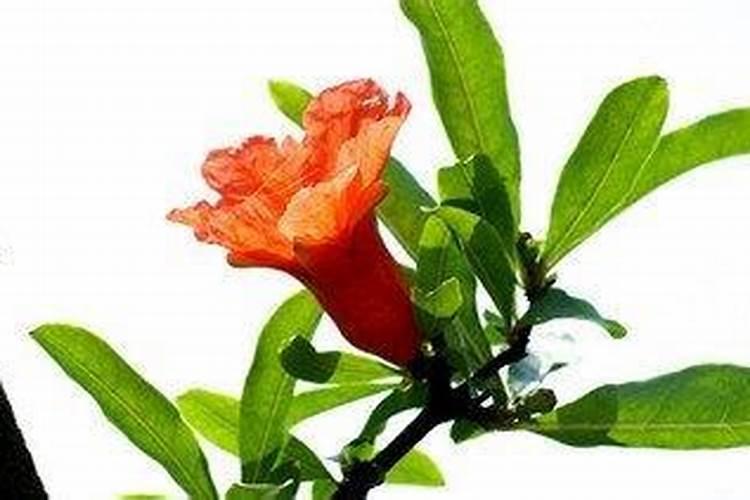 奶粉中的碳水化合物是什么？