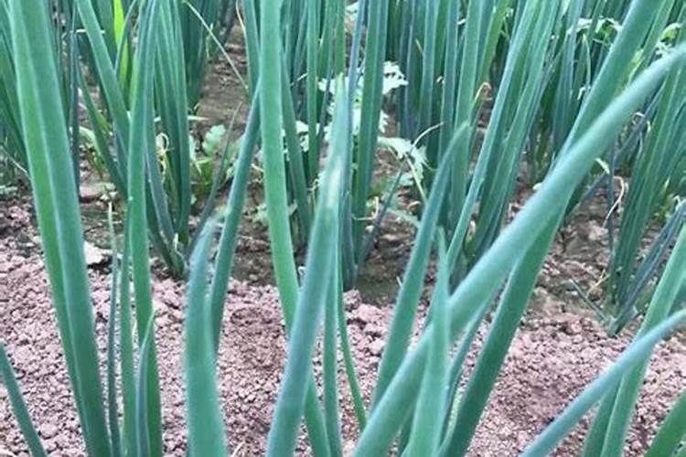 阳台种植小葱容易倒施什么肥