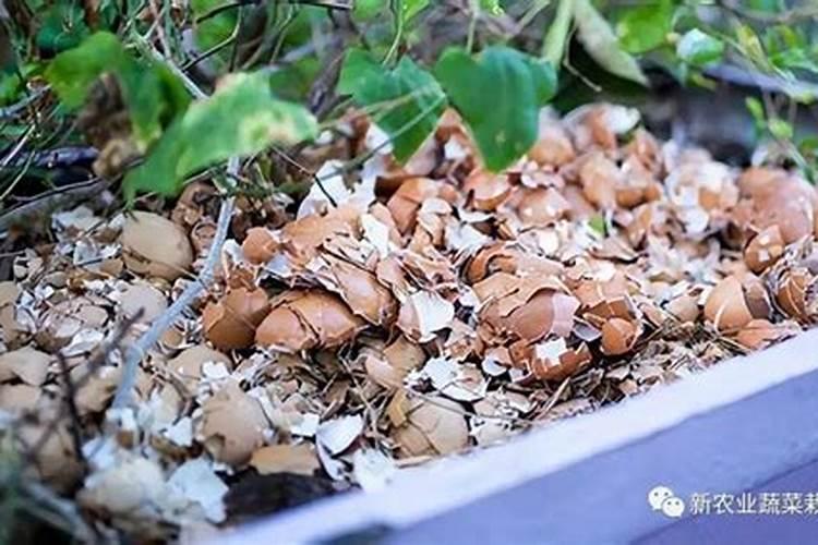 皮蛋壳可以做花肥吗