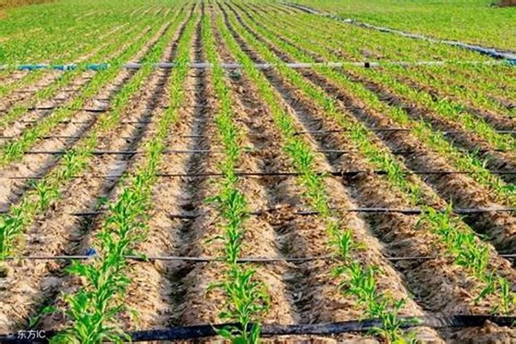 作物长得好不好,就看土壤松不松