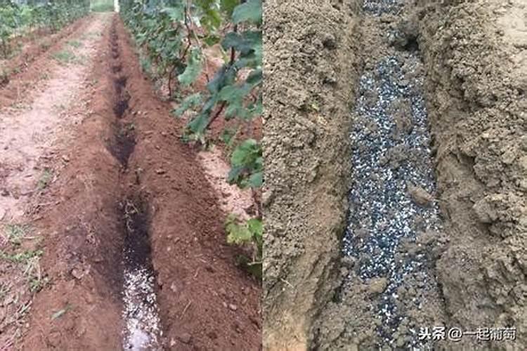 硝酸磷肥在葡萄上的作用