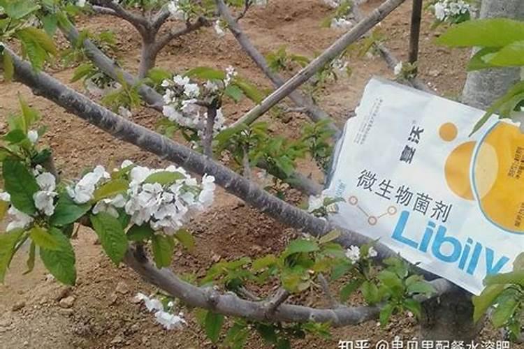 樱桃用什么肥能膨果增甜？樱桃专用肥哪家好？樱桃保花保果防裂着色用调色...